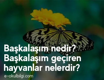 Başkalaşım nedir? Başkalaşım geçiren hayvanlar nelerdir?