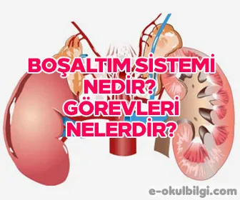 Boşaltım sistemi nedir?  Görevleri nelerdir?