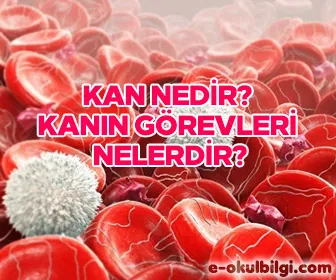Kan nedir? Kanın vücuttaki görevleri nelerdir?