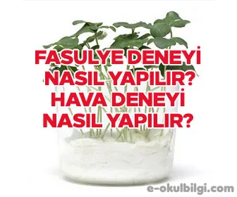 Pamukta fasulye yetiştirme deneyi nasıl yapılır?