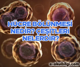 Hücre bölünmesi nedir? Çeşitleri nelerdir?