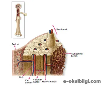Kemik doku nedir? Kemik dokunun özellikleri