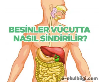 Besinler vücutta nasıl sindirilir?