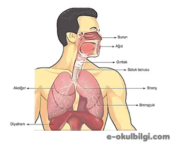 Canlılarda solunum sisteminin özellikleri nelerdir?