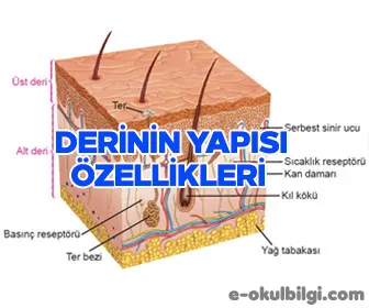 Deri Nedir? Derinin yapısı, özellikleri ve görevleri