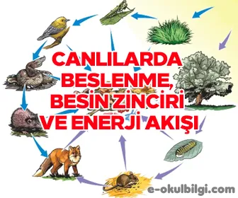 Canlılarda beslenme, besin zinciri ve enerji akışı