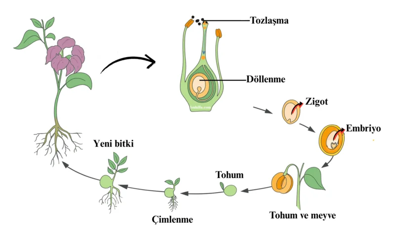 Canlılarda Üreme, Büyüme ve Gelişme