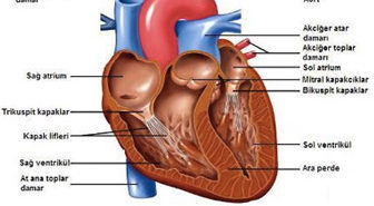 Kalp nedir? Kalbin görevleri nelerdir?