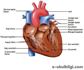 Kalp nedir? Kalbin görevleri nelerdir?